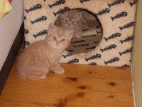 /album/fotogalerie-vrh-a/sdc10718-jpg/