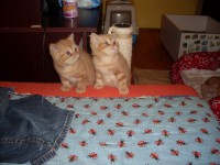 /album/fotogalerie-vrh-a/sdc10722-jpg/